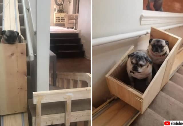 年老いた3匹の愛犬のため 自作で階段昇降リフトを作った女性 カラパイア
