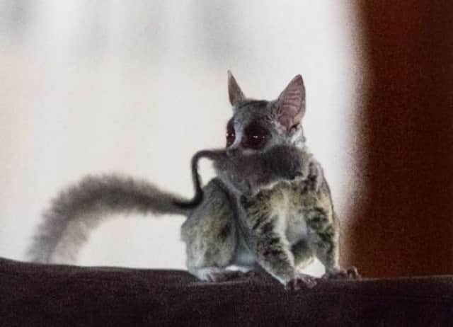 かわいいオンリーアフリカ 天井から小さな天使 ブッシュベイビー の赤ちゃんが落ちてきた カラパイア