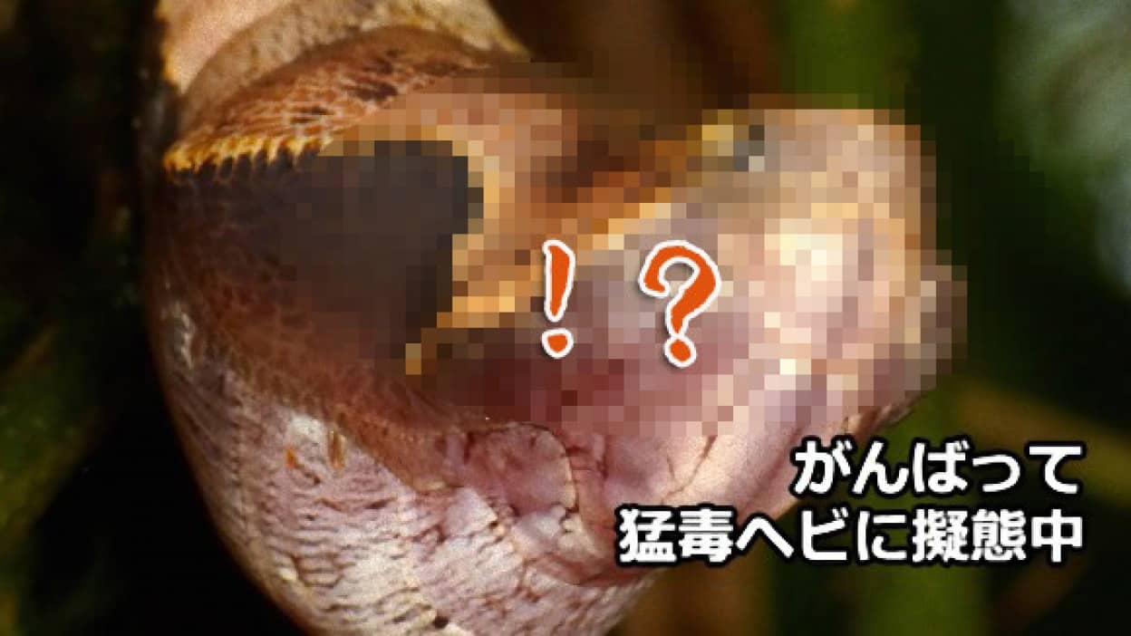 なにこの本気度 猛毒ヘビそっくりに擬態するチョウのサナギが発見される トリニダード トバゴ 閲覧注意 カラパイア