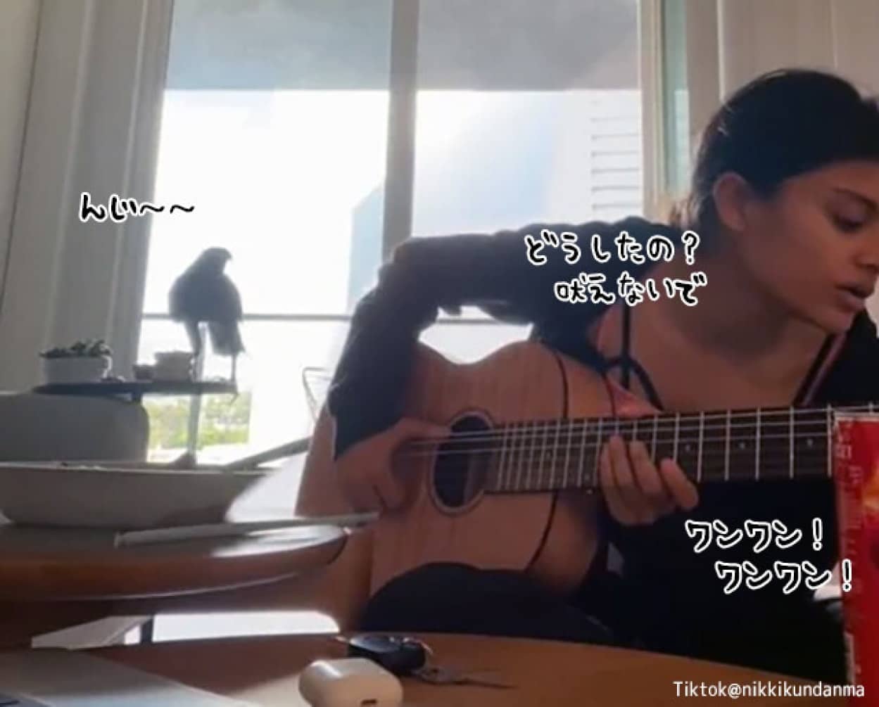 ギターが鷹を呼び寄せた?突然の襲来に驚く女性
