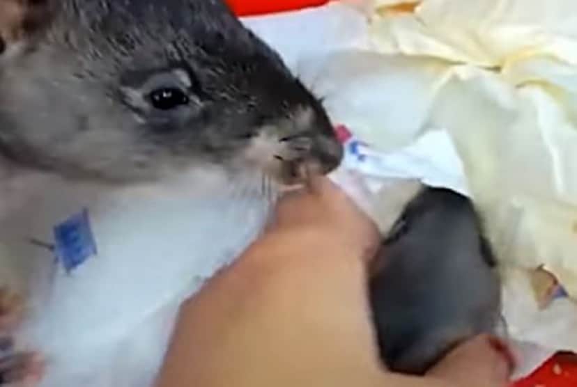 赤ちゃん生んだの 見て見て と飼い主の指を引っ張るアフリカオニネズミのお母さん カラパイア