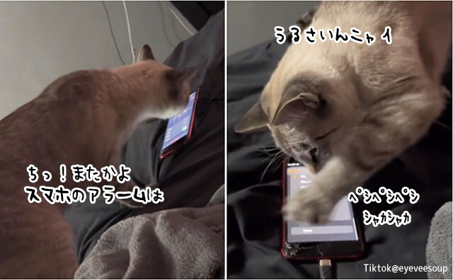 うっせぇにゃ！スマホのアラームが鳴ると速攻消しにくる猫