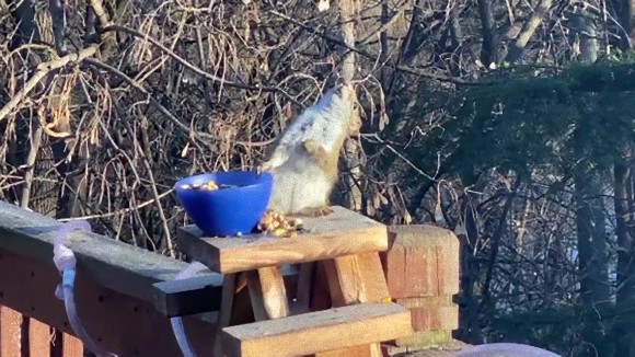 リス、酔っ払ってクラックラ。発酵した梨を食べて酩酊状態に（アメリカ）