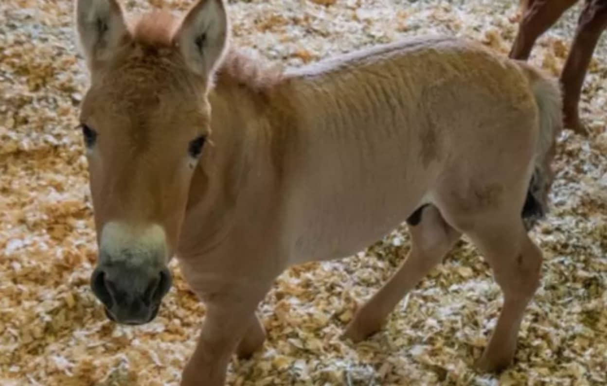 絶滅危惧種の馬 モウコノウマ のクローンが誕生 40年前に冷凍保存した遺伝子サンプルから現代に蘇る アメリカ カラパイア