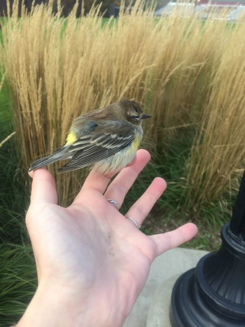 bird-4