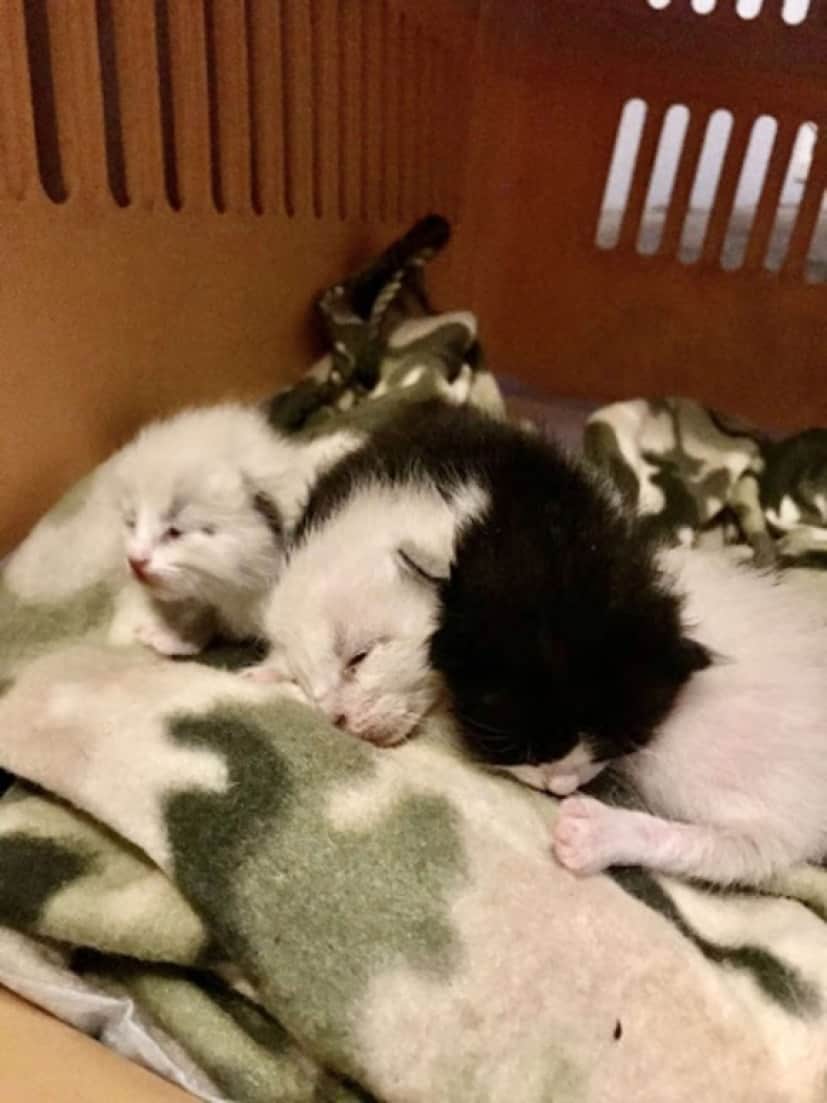 cats_e