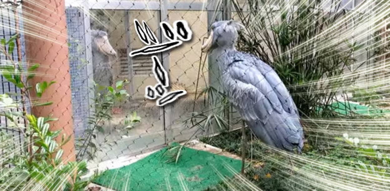 ハシビロコウとハシビロコウがガラス越しのガチンコ対決 激しい睨み合いの末ガラスを割る 上野動物園 カラパイア