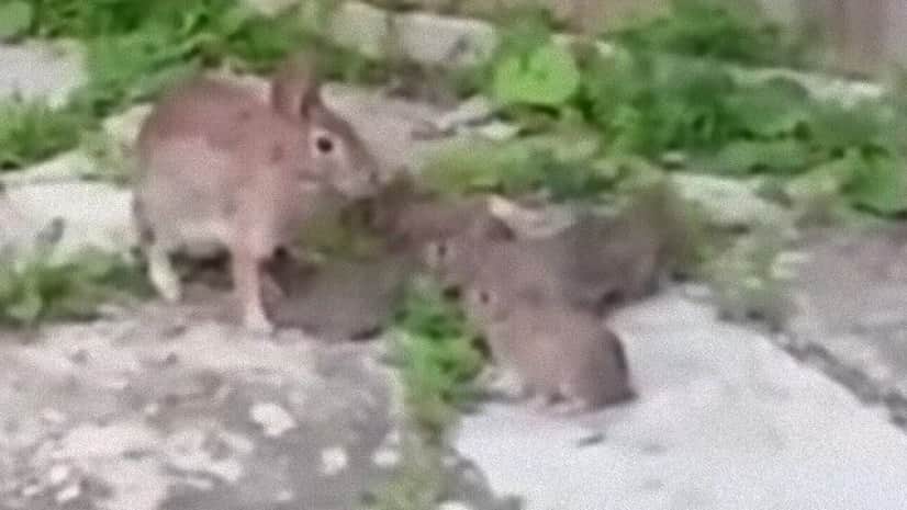 畑のそばに巣穴を作った野ウサギ母さん 子ウサギたちに献身的な愛を注ぐ カラパイア 畑のそばに巣穴を作った野ウサギ母さん 子ウサギたちに献身的な愛を注ぐ カラパイア