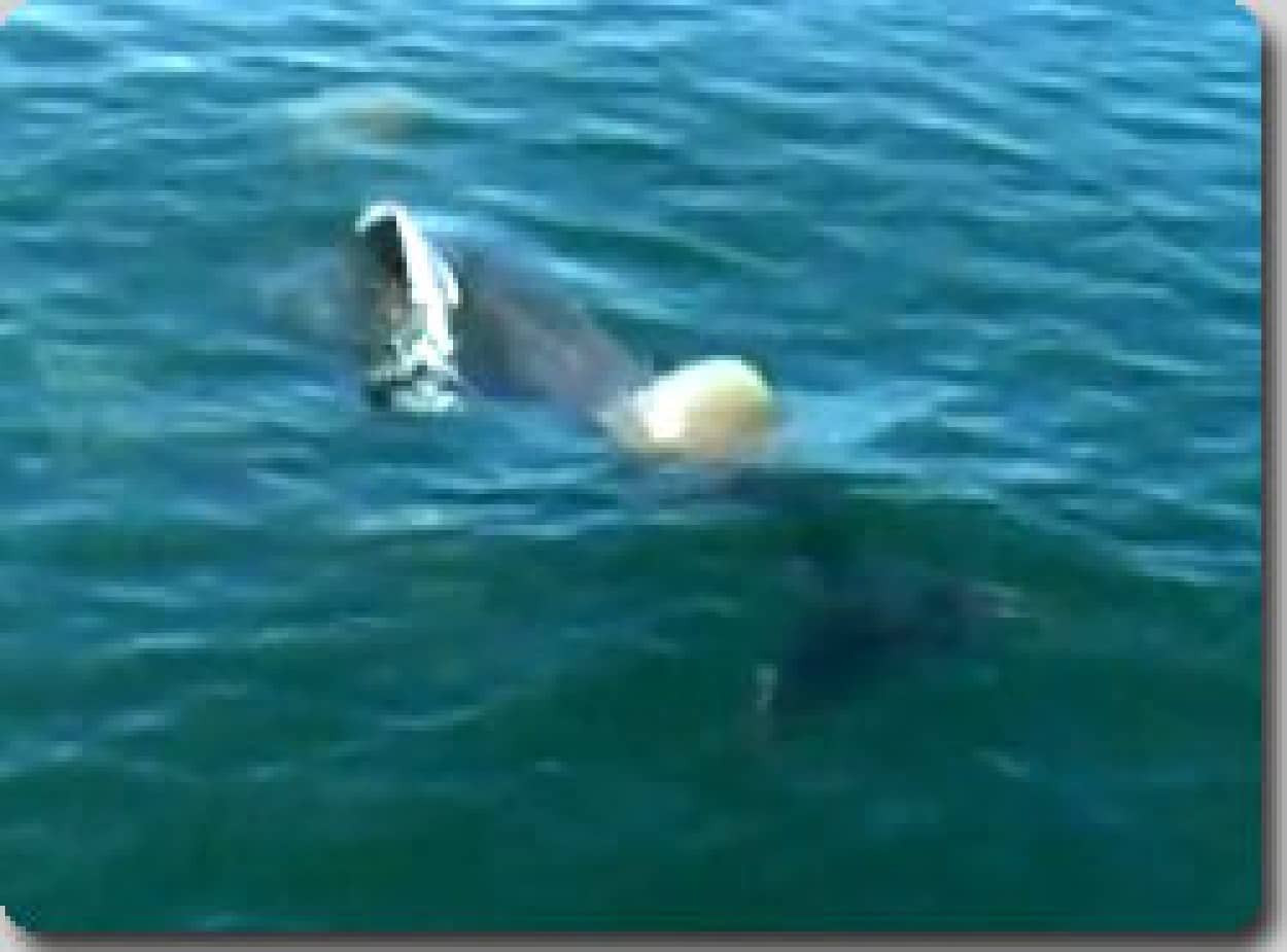 クラゲをビーチボール代わりに遊ぶイルカさんたち カラパイア