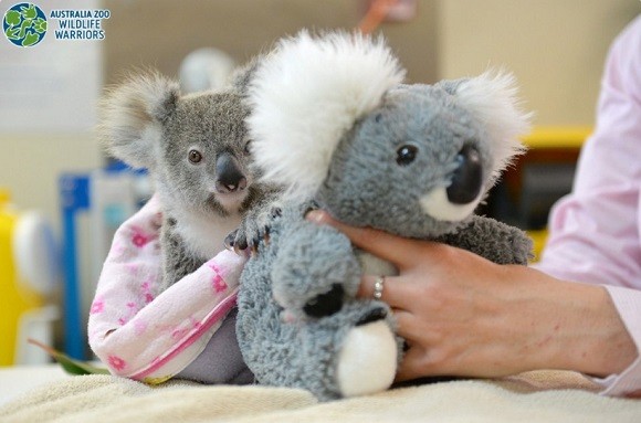 お母さんいた 孤児となったコアラにぬいぐるみのコアラをプレゼント ぴっとり抱き着くその姿がいとおしい カラパイア