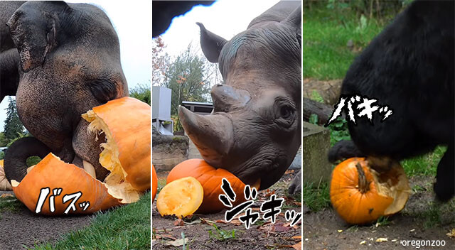 大型動物たちがカボチャを粉砕してパクつく、動物園のハッピーハロウィン