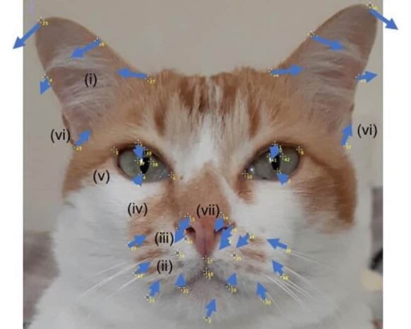 cat4