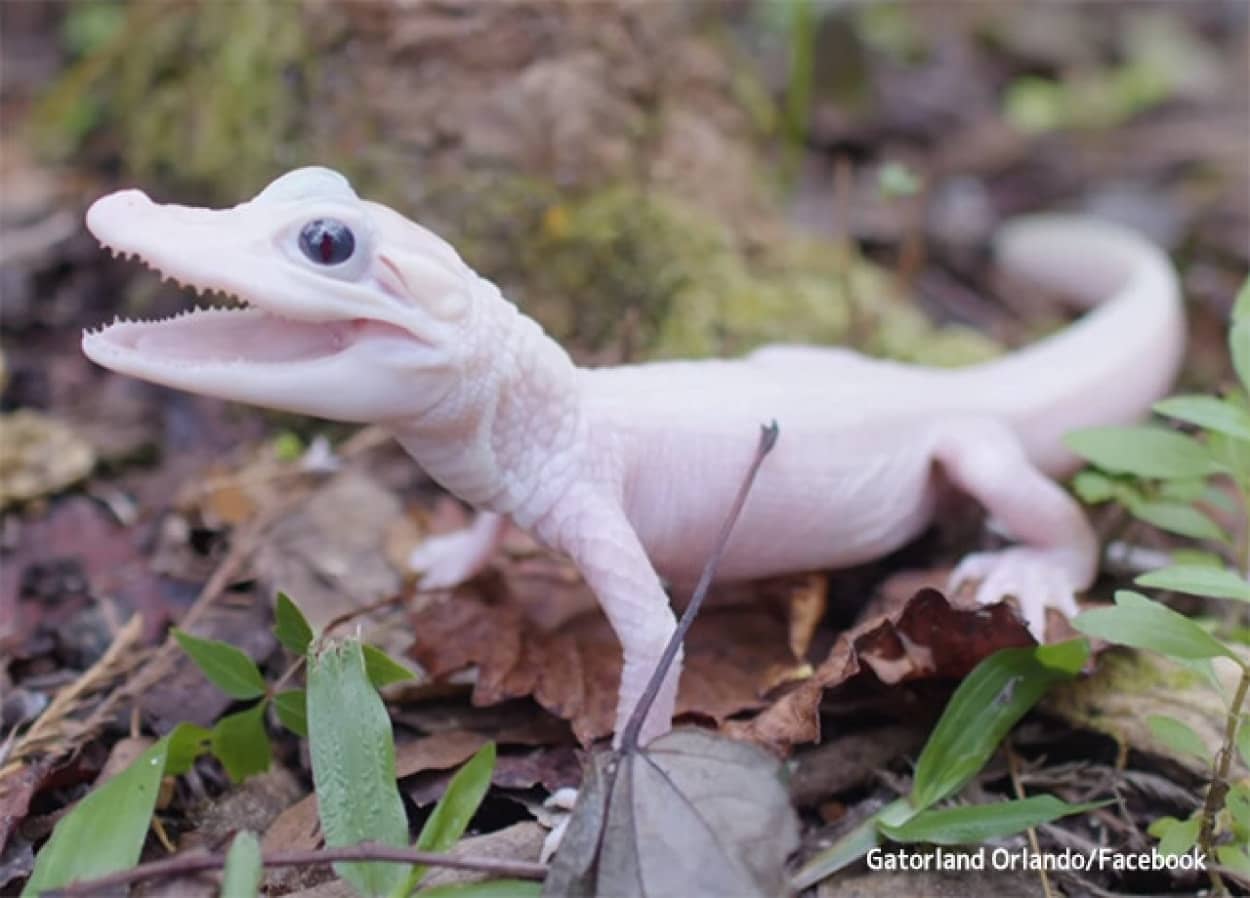 飼育下で白変種のワニが誕生