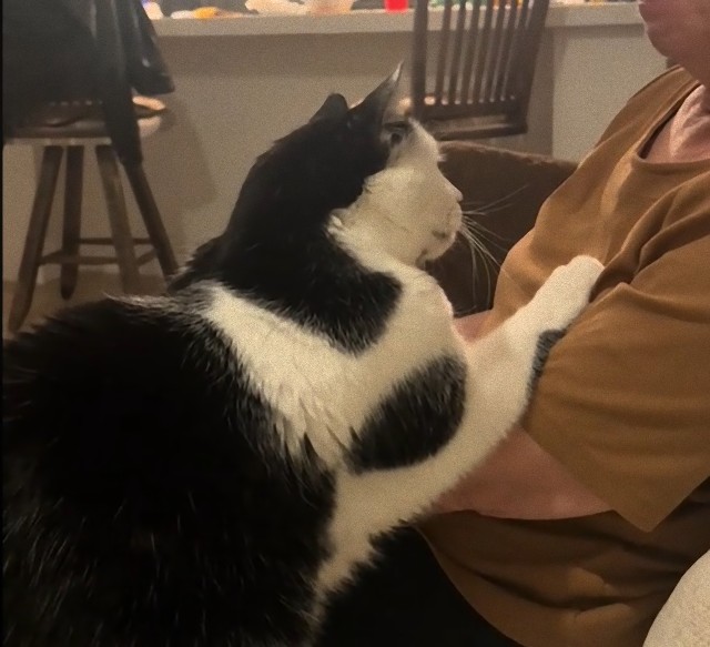 夫を亡くした飼い主女性の心の痛みを察し、そばに寄り添い慰め続ける猫