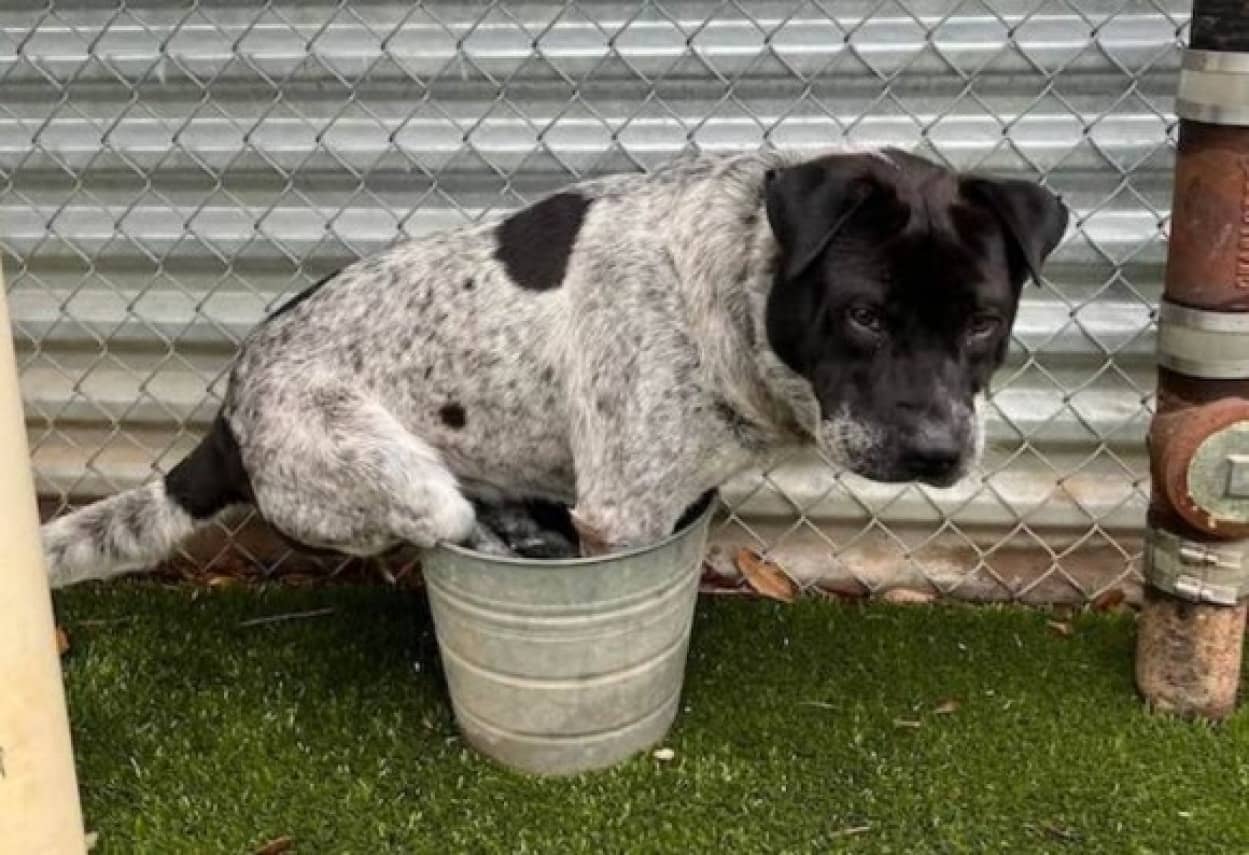 小さなバケツに入るのが好きな犬