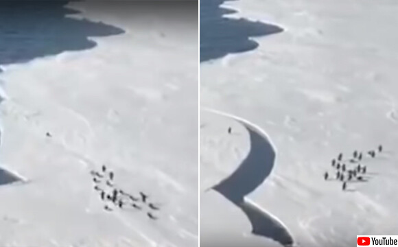 氷河が割れて1羽だけ取り残されたペンギンの危機一髪（南極）