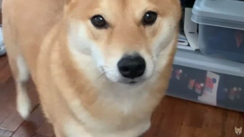 shiba7_e