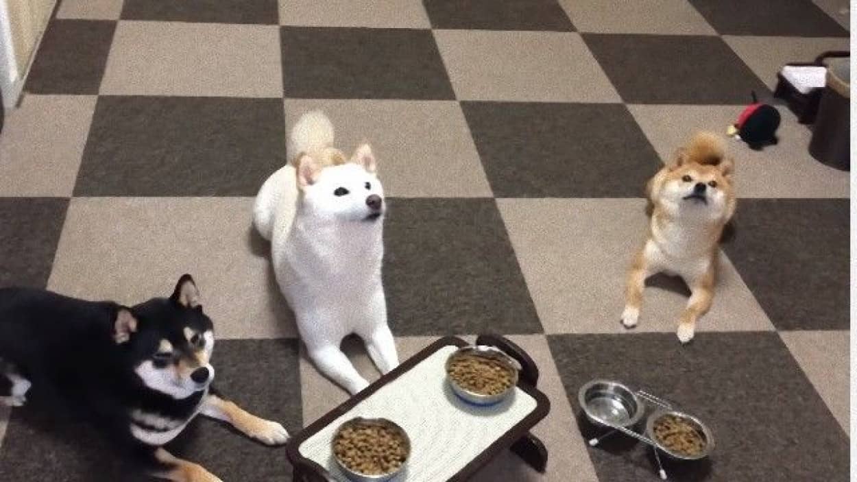 朝ごはんの前に大ハッスル だけどちゃんと 待て ができるおりこう柴犬ズ カラパイア
