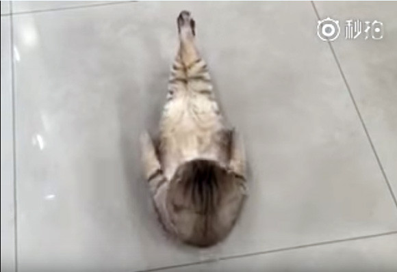 猫氏鍛える 自ら腹筋に精を出す猫のいる風景 カラパイア 猫氏鍛える 自ら腹筋に精を出す猫のいる風景 カラパイア