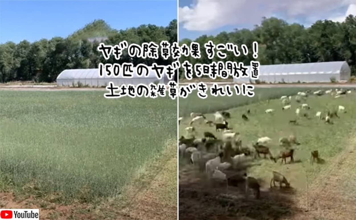 ヤギの除草効果がわかる驚きのタイムラプス映像