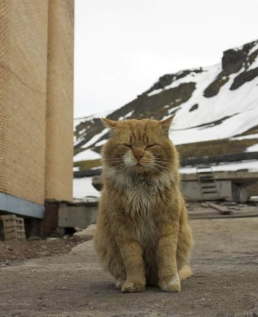 kita_cat03_e