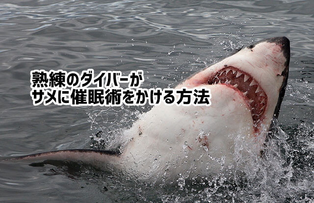 熟練のダイバーがサメに催眠術をかけ動かなくさせる方法 カラパイア