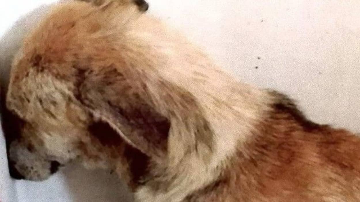 人間と目が合わせられない トラウマを持った犬 エンジェルが新たな家族のもとでハッピーライフを得るまで カラパイア 人間と目が合わせられない トラウマを持った犬 エンジェルが新たな家族のもとでハッピーライフを得るまで カラパイア