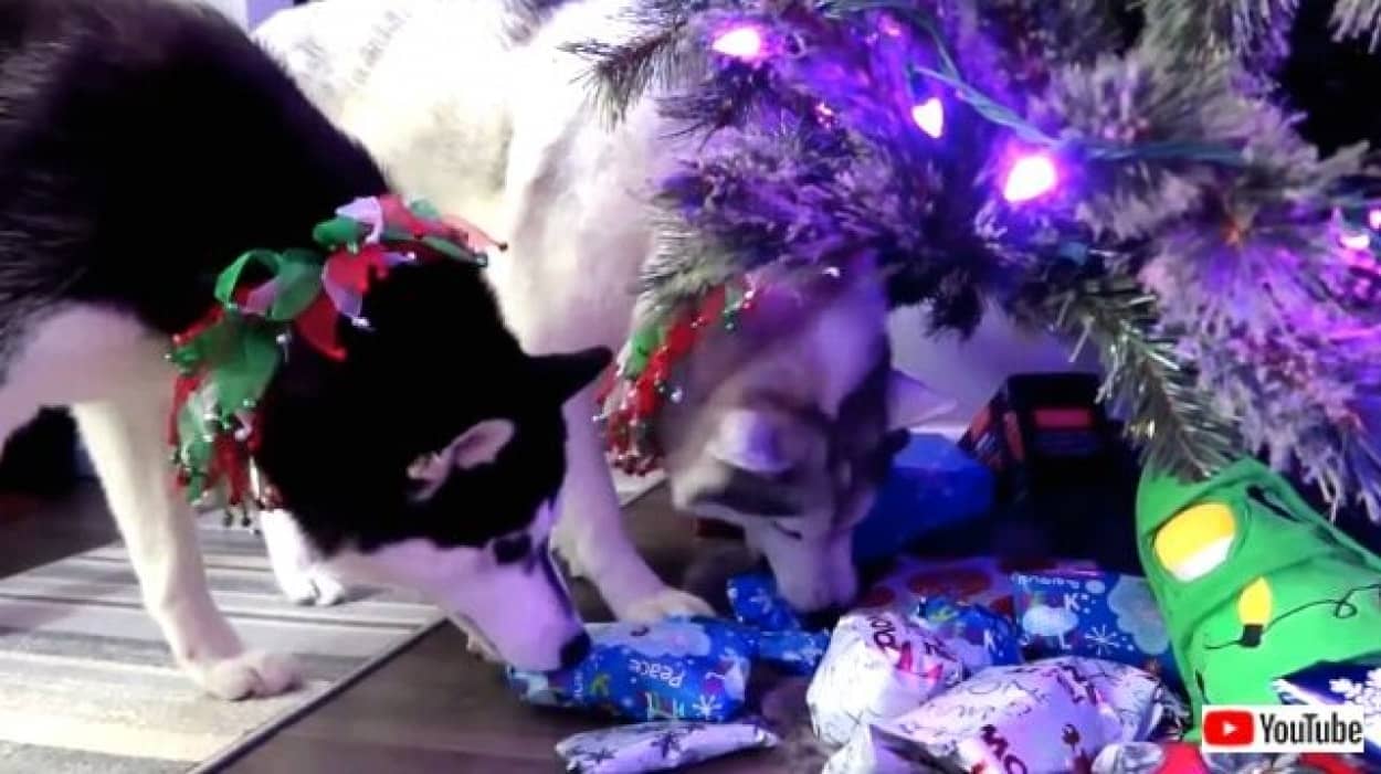 犬たちの 早く開けたい 待ち切れない クリスマスプレゼントに大喜びなわんこたち総集編 カラパイア 犬たちの 早く開けたい 待ち切れない クリスマスプレゼントに大喜びなわんこたち総集編 カラパイア
