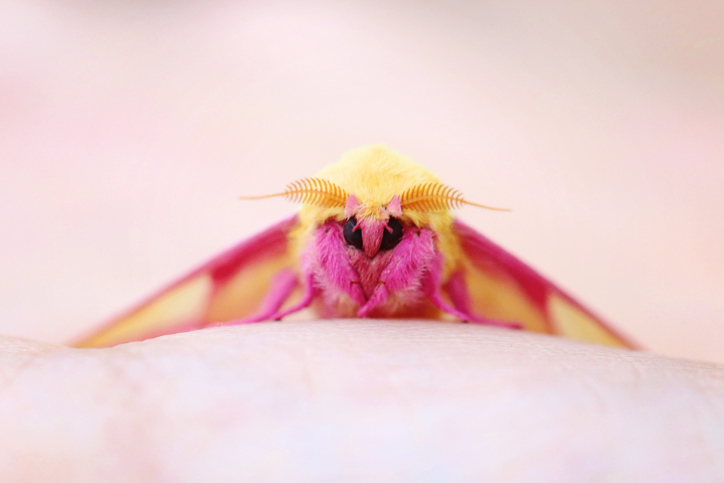 ピンクと黄色でどんだけメルヘン って突っ込みをいれるにはあまりにもかわいい蛾世界のふわふわアイドル モモイロヤママユ カラパイア ピンクと黄色でどんだけメルヘン って突っ込みをいれるにはあまりにもかわいい蛾世界のふわふわアイドル モモイロヤママユ カラパイア