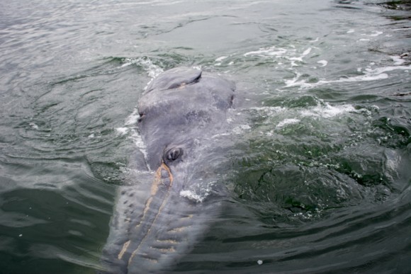 なぜ？アメリカ各地の海岸で次々に打ち上げられる大量のコククジラの死骸。ミステリアスな死の原因は？