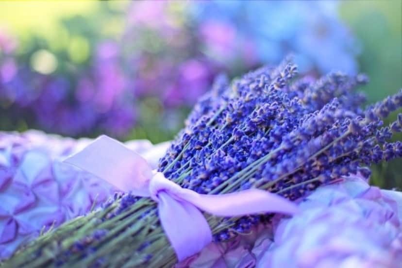 lavender3