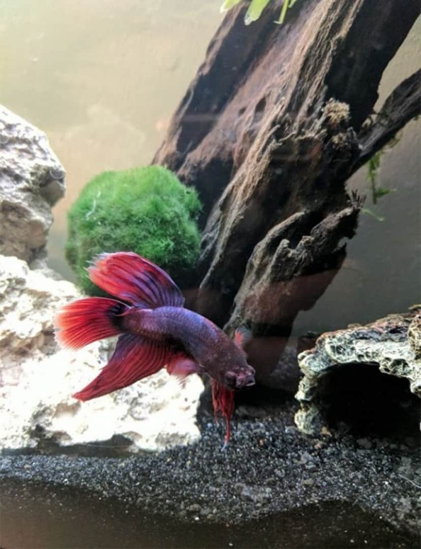 販売店で瀕死の熱帯魚をレスキュー 尾ビレがちぎれて悲惨な状態からゴージャスな姿に奇跡の回復 アメリカ カラパイア 販売店で瀕死の熱帯魚をレスキュー 尾ビレがちぎれて悲惨な状態からゴージャスな姿に奇跡の回復 アメリカ カラパイア