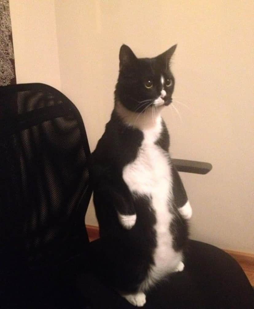 standing-cats8_e