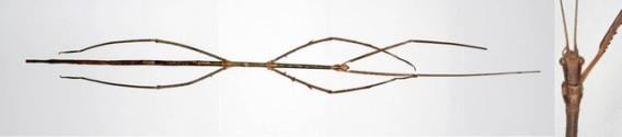 実在する10の巨大生物 昆虫注意 カラパイア