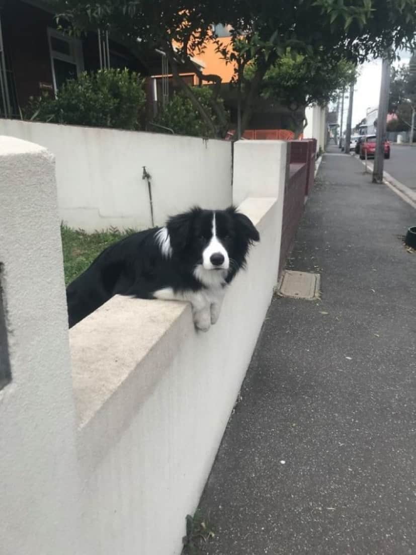 視線を感じる それ 犬です 日常で出会った犬の写真をsnsにシェアするの会 カラパイア