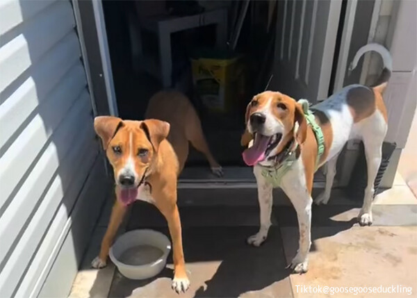 うれしい再会！引き取った保護犬に隣人の犬を紹介したところ同じ動物保護施設で仲良しだったことが判明！