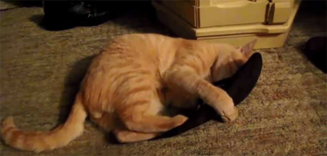 サンダルは始まりの合図 そこにサンダルがあるから抗う猫たちの面白動画総集編 カラパイア