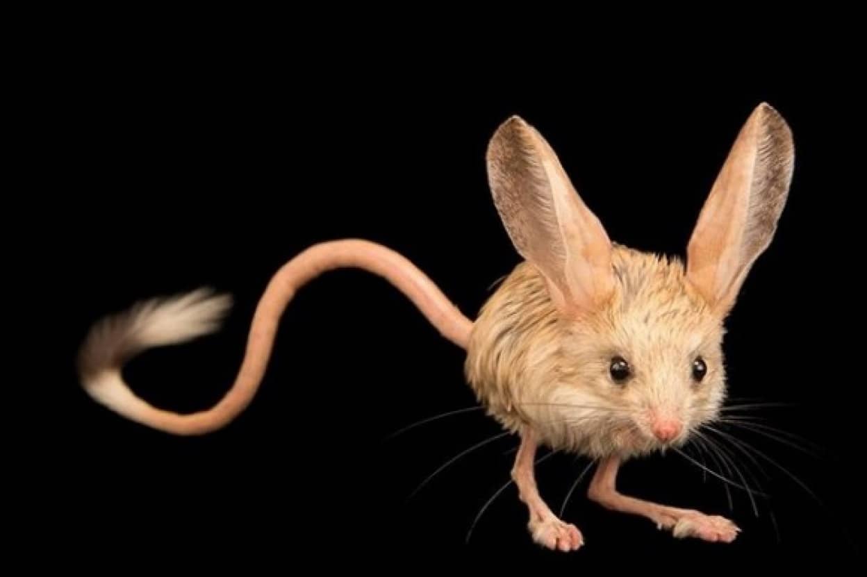 オオミミトビネズミのかわいいクリーチャー感