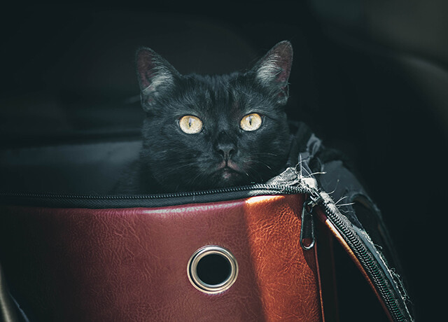 いつのまにか車に乗り込んできた黒猫、そのまま永遠の家族になる
