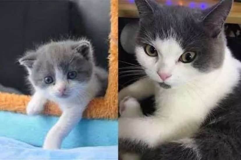 cat2