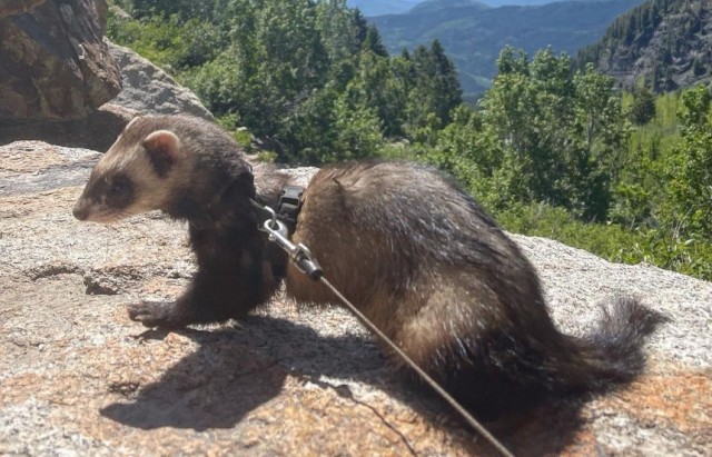 アウトドアが大好きなペットのフェレット。飼い主は事故で足を失うも冒険の旅を続ける