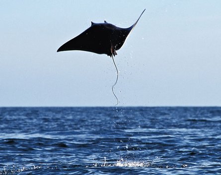 鳥じゃない 虫じゃないのに空を飛べちゃう7つの生物 カラパイア 鳥じゃない 虫じゃないのに空を飛べちゃう7つの生物 カラパイア