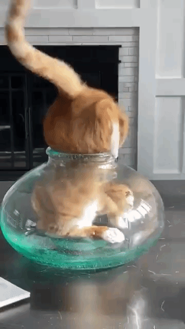 Contortionist-Cat