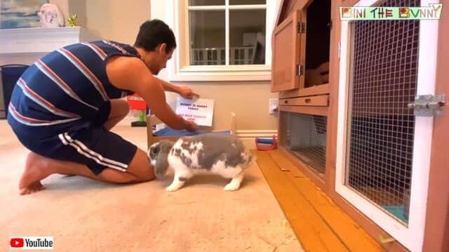 ふざけんなこの紙こうしてやる 飼い主さんの貼り紙に怒れるウサギが凶暴化 カラパイア ふざけんなこの紙こうしてやる 飼い主さんの貼り紙に怒れるウサギが凶暴化 カラパイア