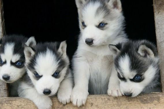 pets_27