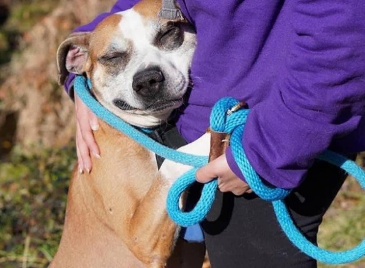 捨て犬が人間と信頼関係を取り戻し、愛情表現