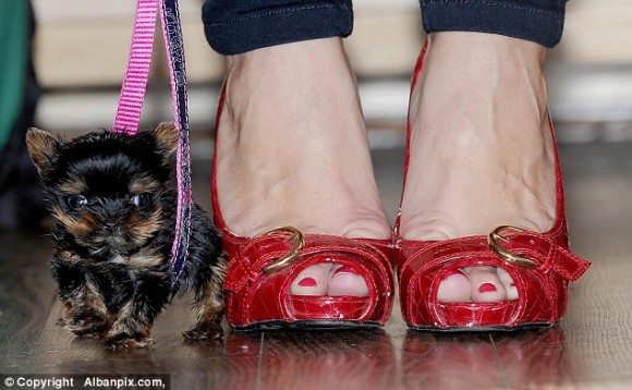 コーヒーカップにすっぽり入る 世界最小クラスの子犬 ベル イギリス カラパイア コーヒーカップにすっぽり入る 世界最小クラスの子犬 ベル イギリス カラパイア