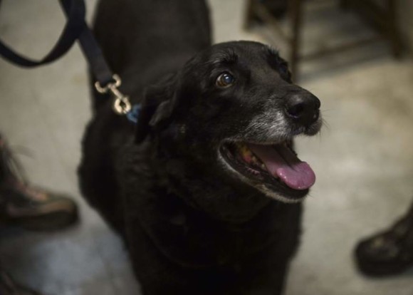 10年前に行方不明となった犬 あきらめかけていた家族の元に 保護してます の連絡が アメリカ カラパイア 10年前に行方不明となった犬 あきらめかけていた家族の元に 保護してます の連絡が アメリカ カラパイア
