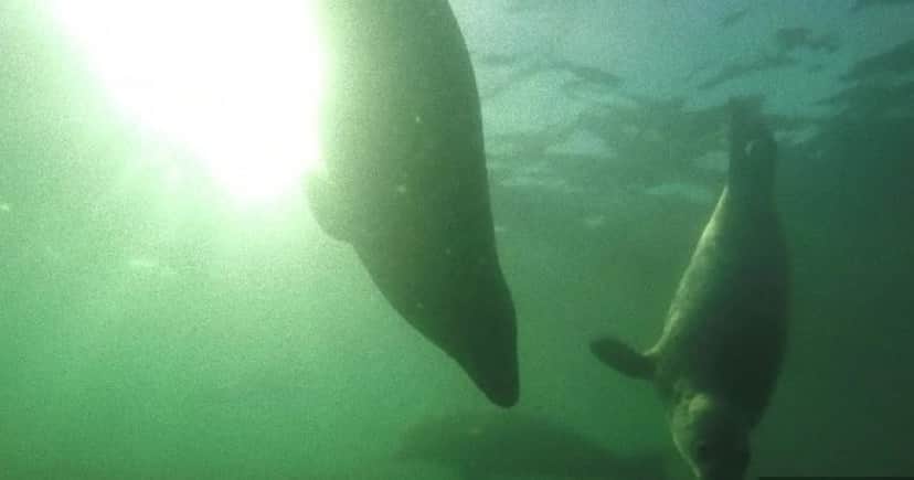seal 3_e