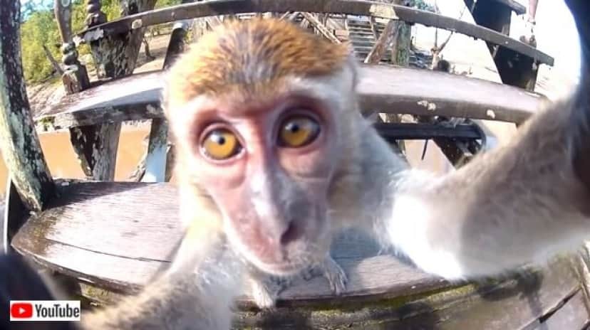 動物たちの素顔が見てみたい Goproで撮影したありのままの姿の生き物たち カラパイア 動物たちの素顔が見てみたい Goproで撮影したありのままの姿の生き物たち カラパイア